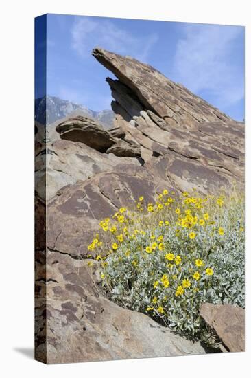 California, Palm Springs, Indian Canyons. Desert Marigold-Kevin Oke-Stretched Canvas