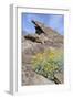 California, Palm Springs, Indian Canyons. Desert Marigold-Kevin Oke-Framed Photographic Print