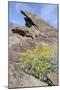 California, Palm Springs, Indian Canyons. Desert Marigold-Kevin Oke-Mounted Photographic Print