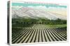 California - Panoramic View of an Entire Orange Tree Grove in Southern California, c.1921-Lantern Press-Stretched Canvas