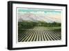 California - Panoramic View of an Entire Orange Tree Grove in Southern California, c.1921-Lantern Press-Framed Art Print