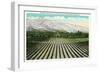 California - Panoramic View of an Entire Orange Tree Grove in Southern California, c.1921-Lantern Press-Framed Art Print