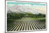 California - Panoramic View of an Entire Orange Tree Grove in Southern California, c.1921-Lantern Press-Mounted Art Print