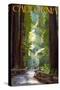 California - Pathway in the Forest-Lantern Press-Stretched Canvas