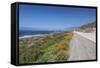 California Poppies along Highway 1-Rob Tilley-Framed Stretched Canvas
