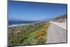 California Poppies along Highway 1-Rob Tilley-Mounted Photographic Print