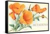 California Poppies, Altadena-null-Framed Stretched Canvas