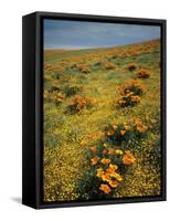 California Poppies Among Goldfields-James Randklev-Framed Stretched Canvas