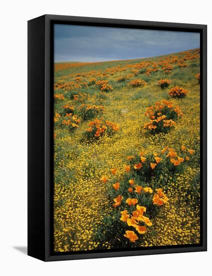 California Poppies Among Goldfields-James Randklev-Framed Stretched Canvas