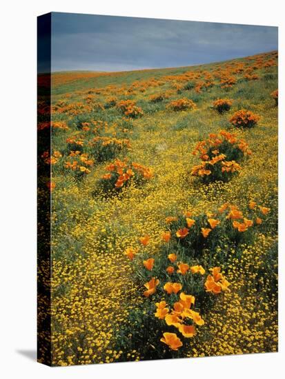 California Poppies Among Goldfields-James Randklev-Stretched Canvas