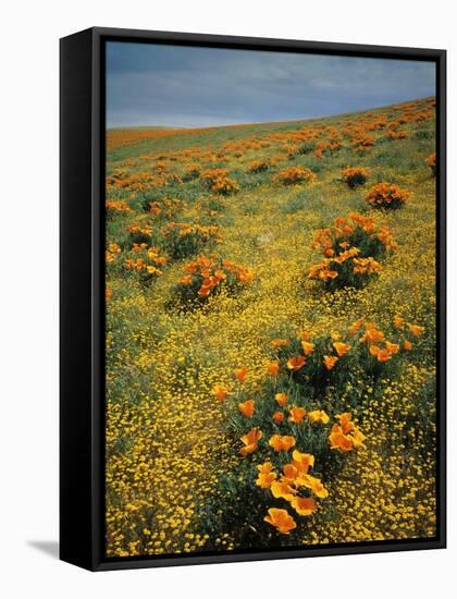 California Poppies Among Goldfields-James Randklev-Framed Stretched Canvas