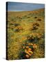 California Poppies Among Goldfields-James Randklev-Stretched Canvas