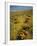 California Poppies Among Goldfields-James Randklev-Framed Photographic Print