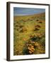 California Poppies Among Goldfields-James Randklev-Framed Photographic Print