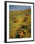 California Poppies Among Goldfields-James Randklev-Framed Photographic Print