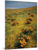 California Poppies Among Goldfields-James Randklev-Mounted Photographic Print