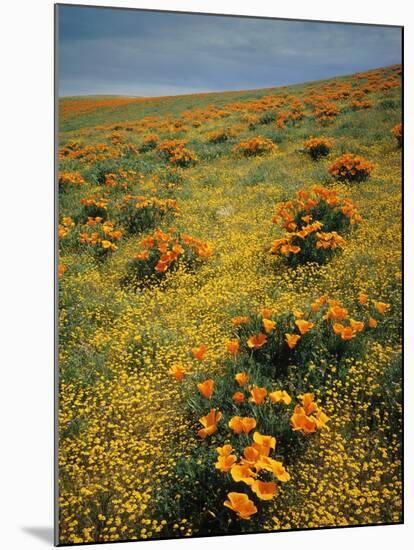 California Poppies Among Goldfields-James Randklev-Mounted Photographic Print