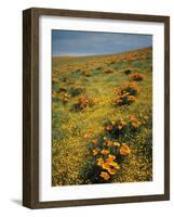 California Poppies Among Goldfields-James Randklev-Framed Photographic Print