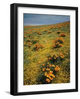 California Poppies Among Goldfields-James Randklev-Framed Photographic Print