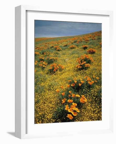 California Poppies Among Goldfields-James Randklev-Framed Photographic Print