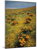 California Poppies Among Goldfields-James Randklev-Mounted Photographic Print