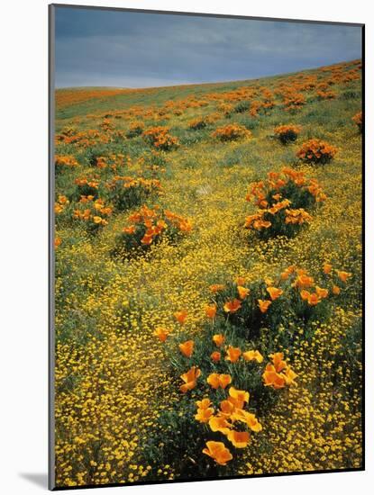 California Poppies Among Goldfields-James Randklev-Mounted Photographic Print