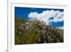 California Poppies  and Canterbury Bells Wildflower-null-Framed Photographic Print