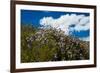 California Poppies  and Canterbury Bells Wildflower-null-Framed Photographic Print