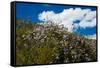 California Poppies  and Canterbury Bells Wildflower-null-Framed Stretched Canvas