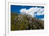 California Poppies  and Canterbury Bells Wildflower-null-Framed Photographic Print