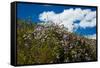 California Poppies  and Canterbury Bells Wildflower-null-Framed Stretched Canvas