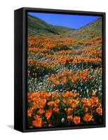 California Poppies and Globe Gilia, Tehachapi Mountains, California, USA-Charles Gurche-Framed Stretched Canvas