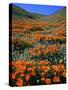 California Poppies and Globe Gilia, Tehachapi Mountains, California, USA-Charles Gurche-Stretched Canvas