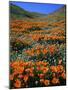 California Poppies and Globe Gilia, Tehachapi Mountains, California, USA-Charles Gurche-Mounted Photographic Print
