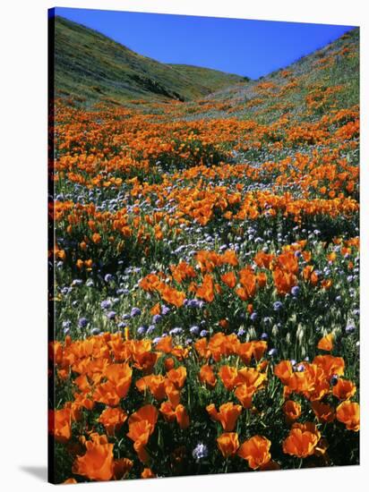 California Poppies and Globe Gilia, Tehachapi Mountains, California, USA-Charles Gurche-Stretched Canvas