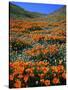 California Poppies and Globe Gilia, Tehachapi Mountains, California, USA-Charles Gurche-Stretched Canvas