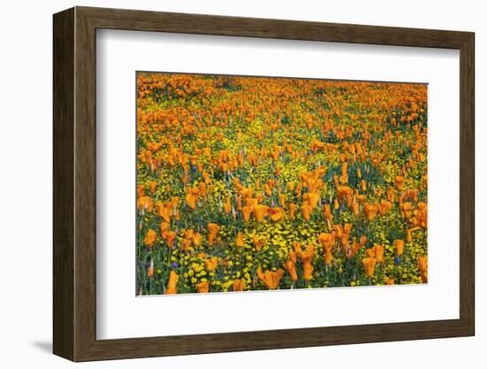 California Poppies and Goldfield, Antelope Valley, California, USA.-Russ Bishop-Framed Photographic Print