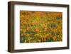 California Poppies and Goldfield, Antelope Valley, California, USA.-Russ Bishop-Framed Photographic Print