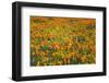 California Poppies and Goldfield, Antelope Valley, California, USA.-Russ Bishop-Framed Photographic Print