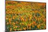 California Poppies and Goldfield, Antelope Valley, California, USA.-Russ Bishop-Mounted Photographic Print