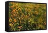 California Poppies and Goldfield, Antelope Valley, California, USA.-Russ Bishop-Framed Stretched Canvas