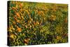 California Poppies and Goldfield, Antelope Valley, California, USA.-Russ Bishop-Stretched Canvas