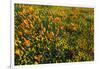 California Poppies and Goldfield, Antelope Valley, California, USA.-Russ Bishop-Framed Photographic Print