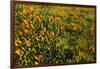 California Poppies and Goldfield, Antelope Valley, California, USA.-Russ Bishop-Framed Photographic Print