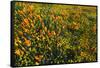 California Poppies and Goldfield, Antelope Valley, California, USA.-Russ Bishop-Framed Stretched Canvas