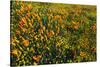 California Poppies and Goldfield, Antelope Valley, California, USA.-Russ Bishop-Stretched Canvas