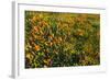 California Poppies and Goldfield, Antelope Valley, California, USA.-Russ Bishop-Framed Photographic Print