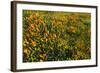 California Poppies and Goldfield, Antelope Valley, California, USA.-Russ Bishop-Framed Photographic Print