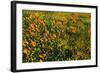 California Poppies and Goldfield, Antelope Valley, California, USA.-Russ Bishop-Framed Photographic Print