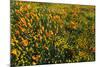 California Poppies and Goldfield, Antelope Valley, California, USA.-Russ Bishop-Mounted Photographic Print